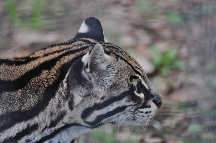 Ocelot